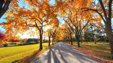 Road Between Autumn Alley Park With Sunbeam Nature Hd Wallpaper Peakpx