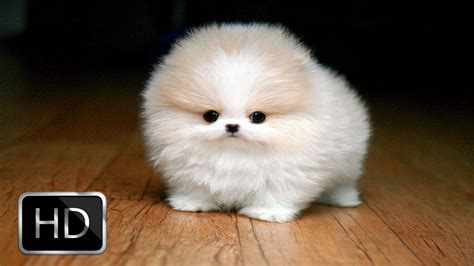 Fluffy Puppies Are Very Happy Baby Animals Cute Animals Cute Teacup