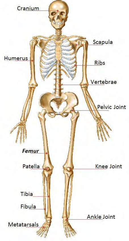 1 Human Skeleton Download Scientific Diagram