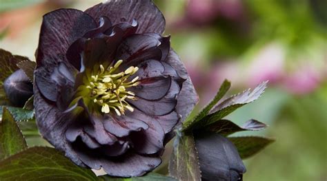 11 Reasons We Love Hellebore Hybrids With Black Blooms