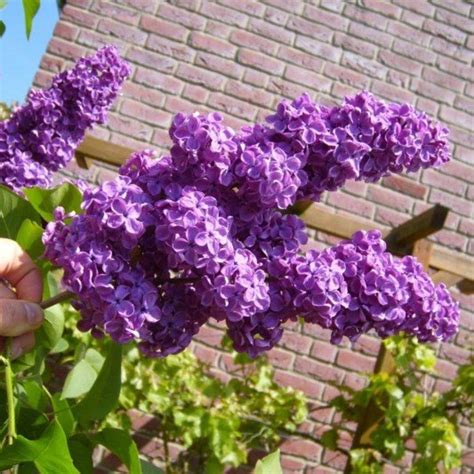How And When To Prune Lilacs For Bigger Blooms Dengarden