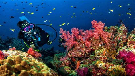 Best Diving In Thailand In February Memugaa