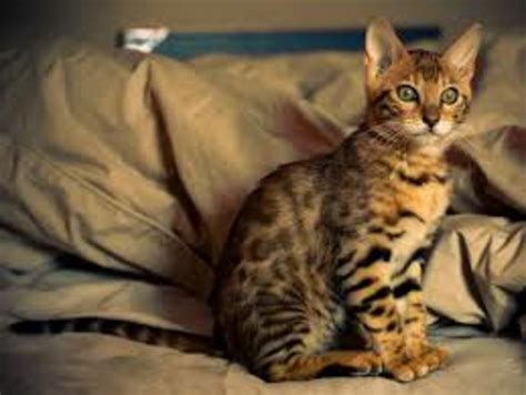 Cats That Look Like Tigers Leopards And Cheetahs Pethelpful