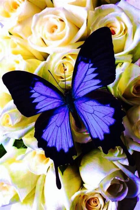 Les Photos De Jolies Papillons Sont Une Preuve Magnifique De La