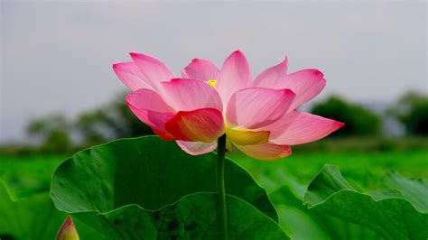 4k Nature Wallpaper With Beautiful Lotus Flower Picture Hd Wallpapers