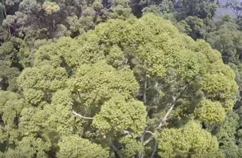 Umurnya dianggarkan antara 2200 hingga 2700 tahun. Ini Penampakan Pohon Tropis Tertinggi di Dunia - HiTekno.com
