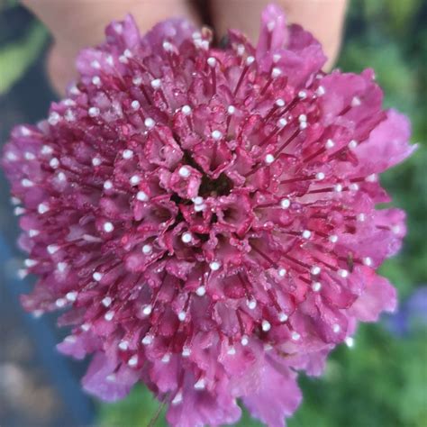 Formula Mix Scabiosa By Shell Gardens Flowers