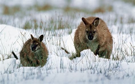 Wallaby With Young In Snow Tasmania Australia Hd