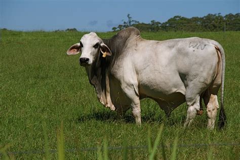 Baby farm animals baby cows gado leiteiro pet cows miniature cattle fluffy cows cow pictures bull cow beef cattle. 1000+ images about Brahman on Pinterest | Cattle ranch, Calves for sale and Ears