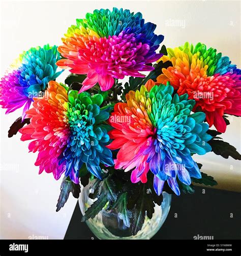 Rainbow Flowers Hi Res Stock Photography And Images Alamy