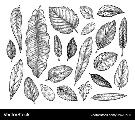 Leaves Set Ink Sketch Royalty Free Vector Image