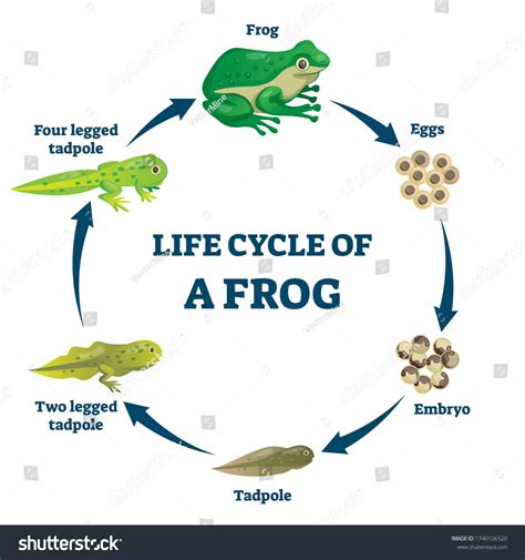 Vector Illustration Of Life Cycle Of Frog Canstock
