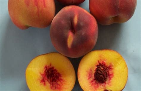August Sun Peach Fruit Tree Variety Anfic