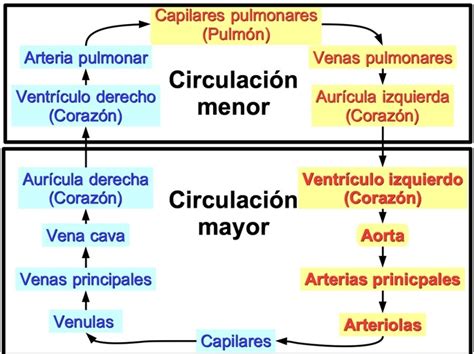 Circulación Mayor Y Menor Características Y Función Con Esquema