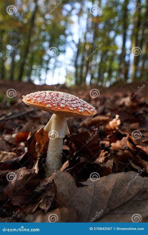 Red Mushroom With White Dots Close Up Stock Image Image Of Natural