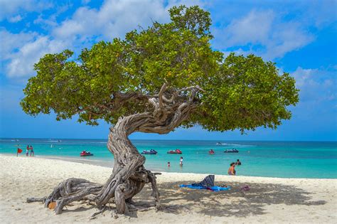 Divi Divi Tree Aruba Alaina Mcdavid Flickr