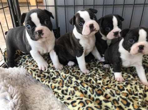 They rescue boston terriers that are surrendered or abandoned for any reason, regardless of medical or behavioral issues. Boston Terrier Puppies For Sale | Chicago, IL #296513