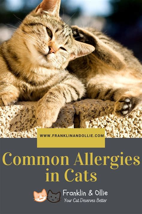 Common Allergies In Cats Cat Allergy Symptoms What Causes Allergies