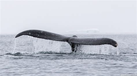 Antarctica Humpback Whales Photos Pictures Images