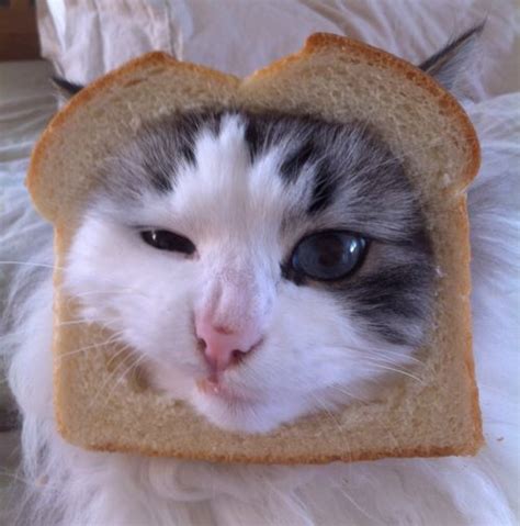 Breaded Cats Cat Breading Breading Cats Cats Cats And Kittens
