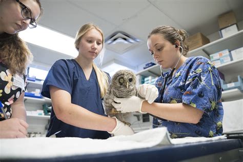 Cornell sets the bar for training veterinary techs in wildlife medicine