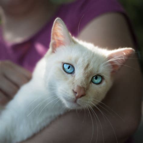 A White Cat With Blue Eyes Is Being Held By A Womans Arms And Arm