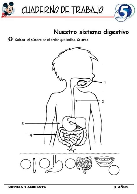 sistema digestivo humano para colorear - Buscar con Google | Human body