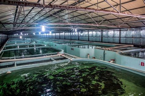 Aquaculture Large Ras Breeding System Indoor Fish Farming System