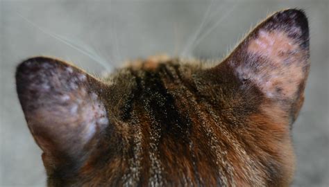 Many Bumps Appear On My Cats Ears After Going Outside Thecatsite