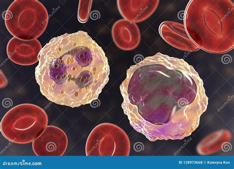 Monocyte And Neutrophil Surrounded By Red Blood Cells Stock