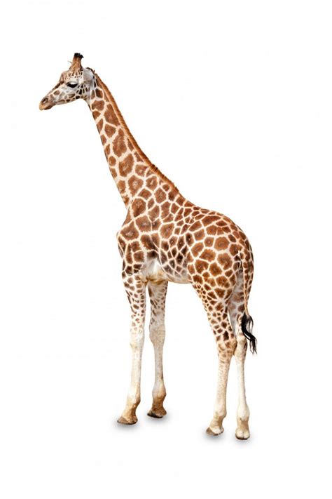 Animal Images With White Background - FANILAM
