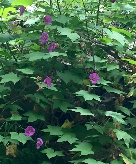 This makes the variety primarily. Purple-flowering raspberry | Wild flowers, Plants, Garden
