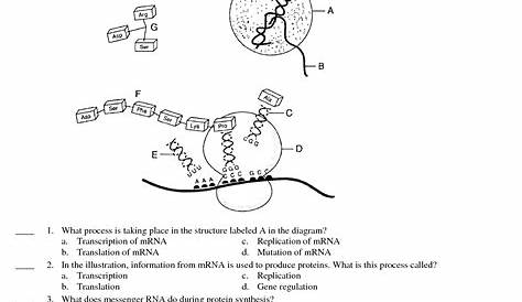 16 Best Images of Protein Synthesis Practice Worksheet - Protein