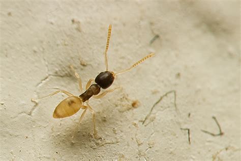 Tiny Ant Tapinoma Melanocephalum Bugguidenet
