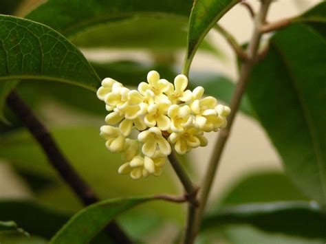 We did not find results for: File:Osmanthus fragrans Db100016.JPG - Wikimedia Commons