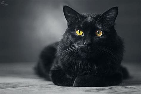 Free Stock Photo Of Black Cat Black Cat Wallpaper Cat