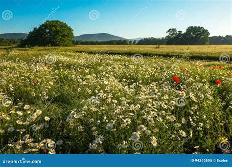 Daisies In The Field Near The Mountains Stock Image Image Of Flower