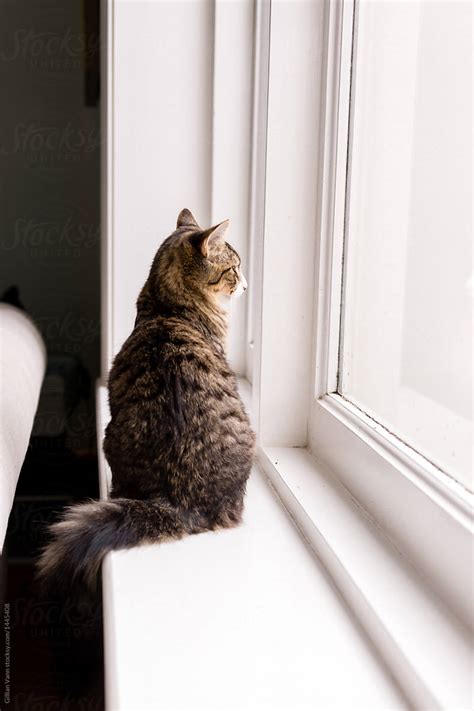 Cat Looking Out Window From Inside By Stocksy Contributor Gillian