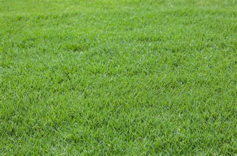 Bermuda Grass Important Facts To Know In 2023