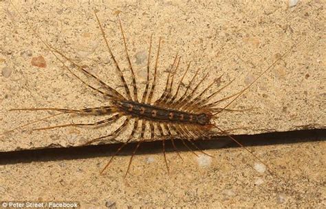 Like spiders, they feed on other. Tiny alien-like pests with furry legs are spotted crawling ...