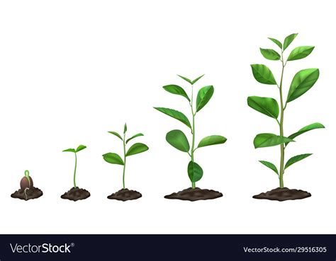 Realistic Plant Growth Stages Young Seed Growing Vector Image