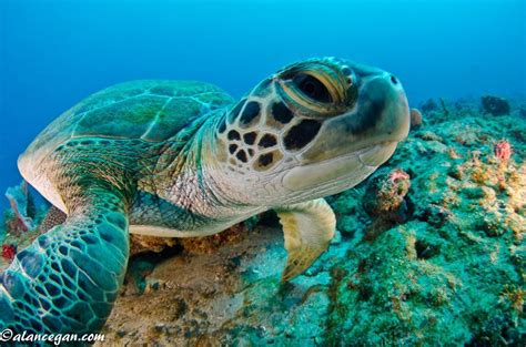 Sea Turtle In The Florida Keys Sea Turtle Wallpaper Sea Turtle Turtle