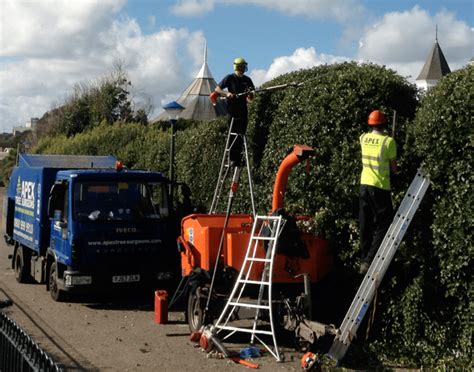 Tree Trimming Companies Near Me Palm Beach County Pro Tree Trimming