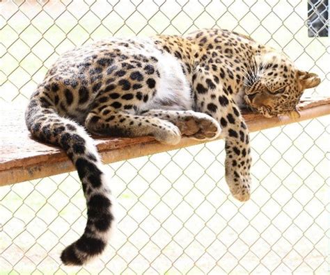 Amur Amur Leopard — Barry R Kirshner Wildlife Sanctuary