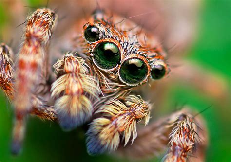 40 Impresionantes Fotos De Insectos Para Inspirarte