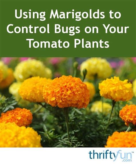 Tomatoes are one of the most popular garden crops. Using Marigolds to Control Bugs on Your Tomato Plants ...
