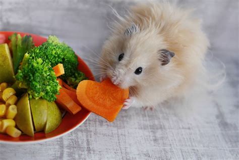 ¿qué Comen Los Hámsters Guía Definitiva De Alimentos Para Hamsters 2022