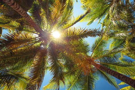 Coconut Palm Trees Perspective View Photograph By Valentin Valkov