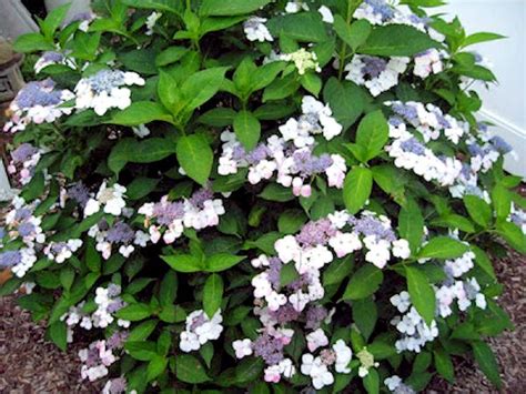 A GUIDE TO NORTHEASTERN GARDENING: Hydrangea in Landscape Design