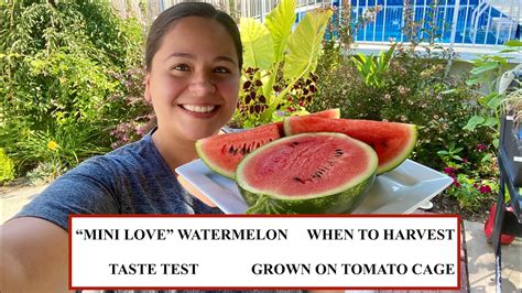 Mini Love Watermelon When And How To Harvest And Taste Test Youtube